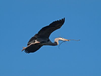 Great Blue Heron _3108266.jpg