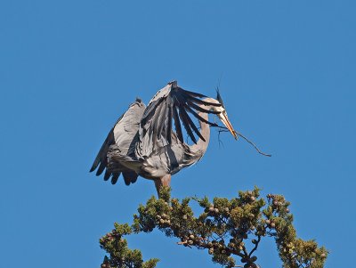 Great Blue Heron _3108268.jpg