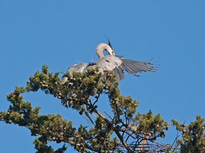 Great Blue Heron _3108269.jpg