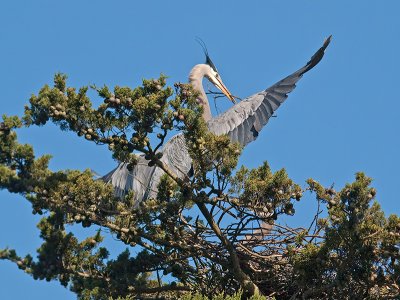 Great Blue Heron _3108270.jpg