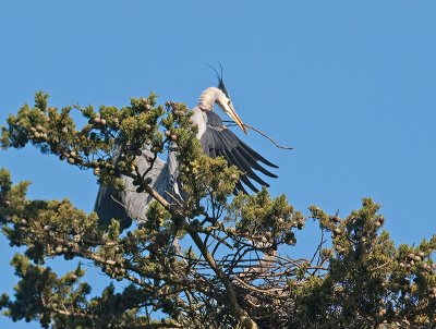 Great Blue Heron _3108271.jpg