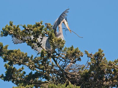 Great Blue Heron _3108272.jpg