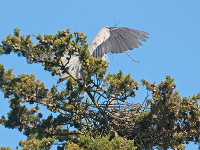 Great Blue Heron _3108273.jpg