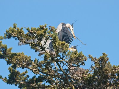 Great Blue Heron _3108274.jpg