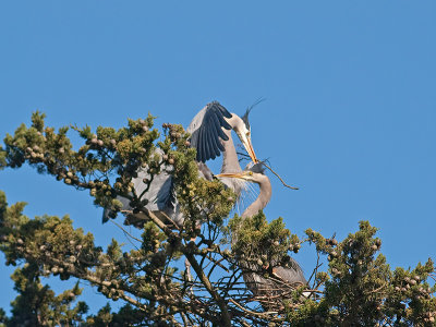 Great Blue Heron _3108276.jpg