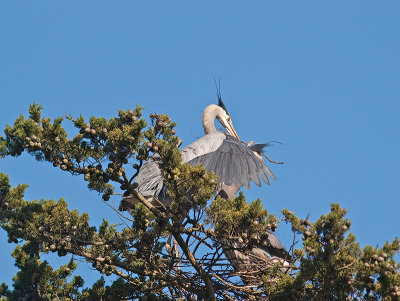 Great Blue Heron _3108277.jpg