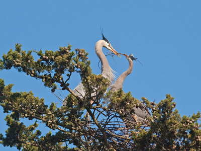 Great Blue Heron _3108278.jpg