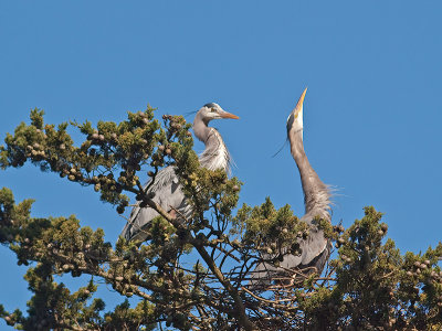 Great Blue Heron _3108282.jpg