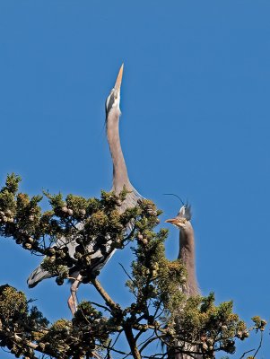 Great Blue Heron _3148354.jpg