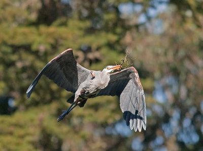 Great Blue Heron _3148387.jpg