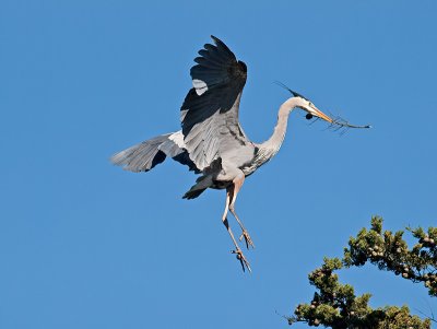 Great Blue Heron _3148396.jpg