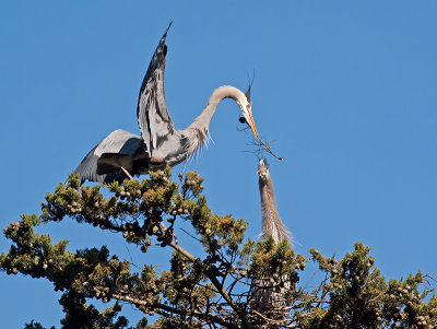 Great Blue Heron _3148397.jpg