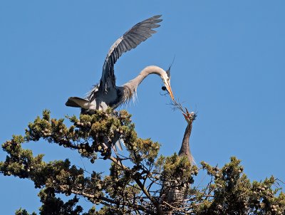 Great Blue Heron _3148398.jpg