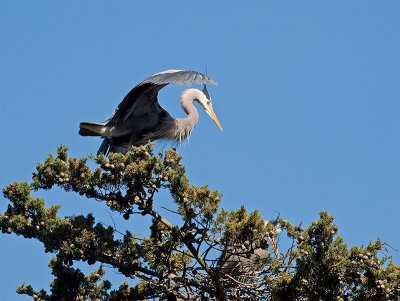 Great Blue Heron _3148399.jpg