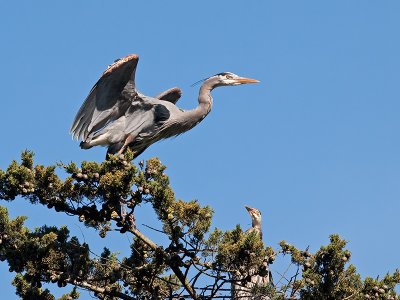 Great Blue Heron _3148408.jpg