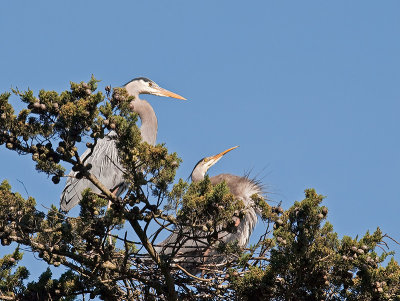 Great Blue Heron _3148420.jpg