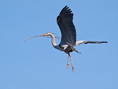 Great Blue Heron _3148421.jpg