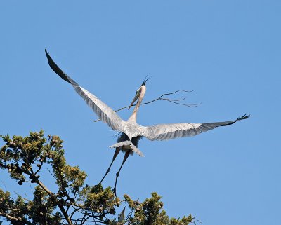 Great Blue Heron _3148423.jpg