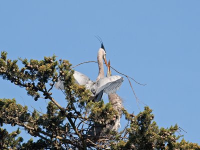 Great Blue Heron _3148425.jpg