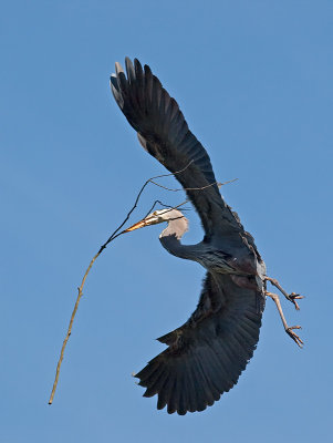 Great Blue Heron _3148449.jpg