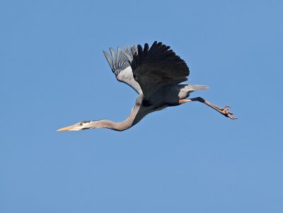 Great Blue Heron _3148487.jpg