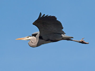 Great Blue Heron _3148503.jpg