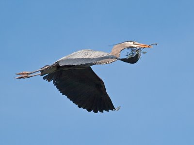 Great Blue Heron _3148513.jpg