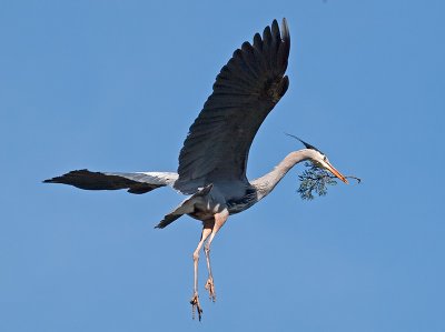 Great Blue Heron _3148519.jpg