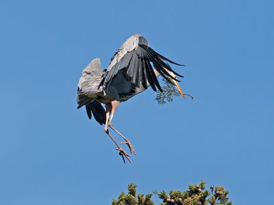 Great Blue Heron _3148522.jpg