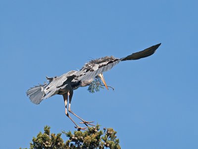 Great Blue Heron _3148523.jpg