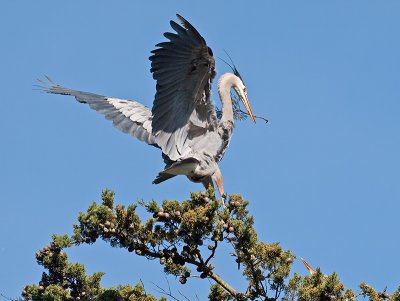 Great Blue Heron _3148524.jpg