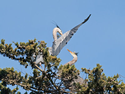 Great Blue Heron _3148526.jpg