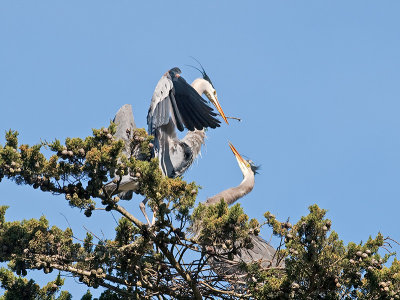 Great Blue Heron _3148527.jpg