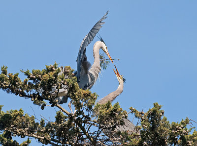 Great Blue Heron _3148528.jpg