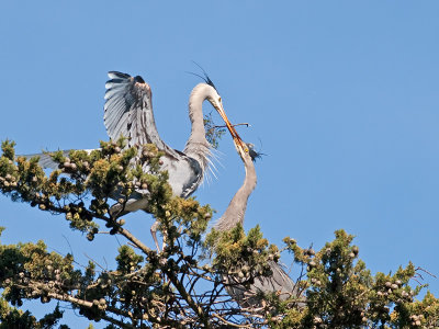 Great Blue Heron _3148530.jpg