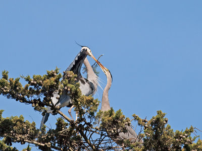 Great Blue Heron _3148532.jpg