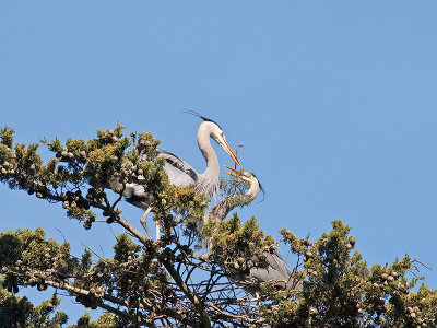 Great Blue Heron _3148534.jpg