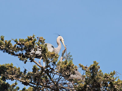 Great Blue Heron _3148535.jpg