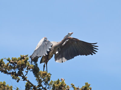 Great Blue Heron _3148565.jpg