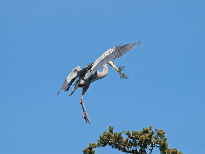 Great Blue Heron _3148582.jpg