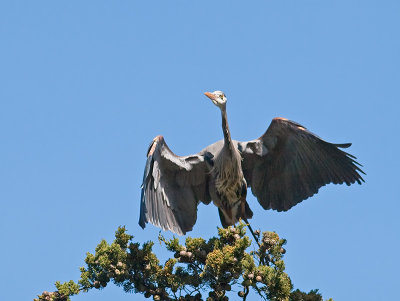 Great Blue Heron _3148623.jpg