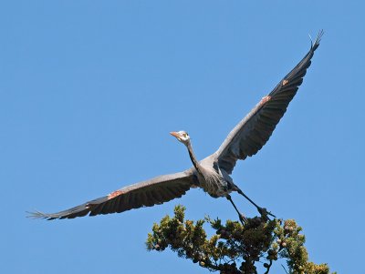Great Blue Heron _3148624.jpg