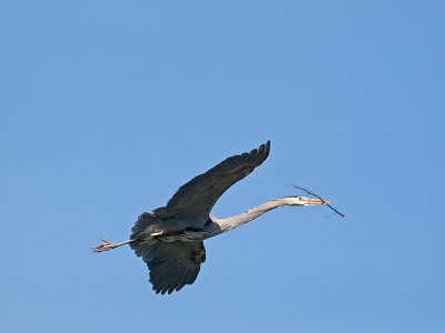 Great Blue Heron _3148601.jpg