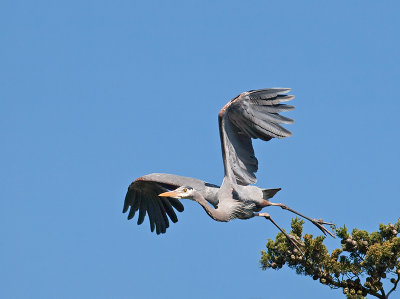 Great Blue Heron _3148625.jpg