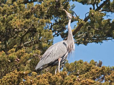 Great Blue Heron _3148660.jpg