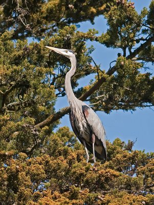 Great Blue Heron _3148670.jpg