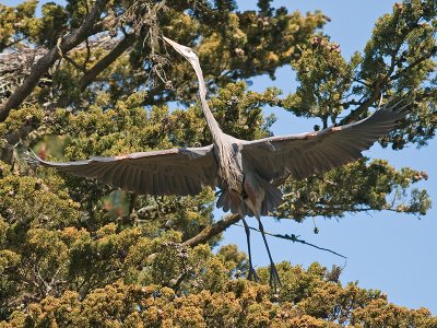 Great Blue Heron _3148674.jpg