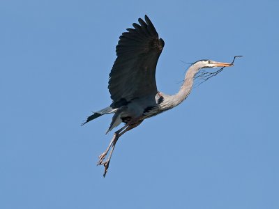 Great Blue Heron _3148756.jpg