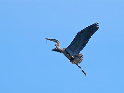 Great Blue Heron _3148816.jpg