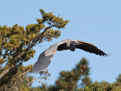 Great Blue Heron _3199217.jpg